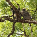 Hanuman Languren (Semnopithecus sp.)